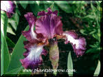 Iris Tennison Ridge
38 inches
ruffled, plum-burgundy plicata falls, white center
Begley 1989
